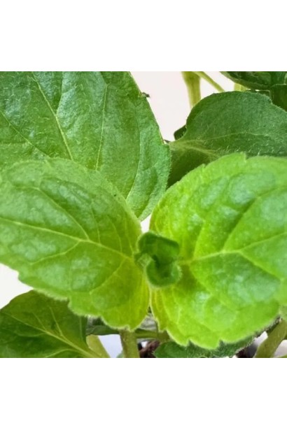 М’ята перцева Грейпфрутова фото